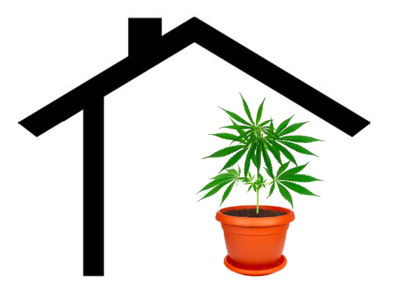 Marijuana Plant Inside a House